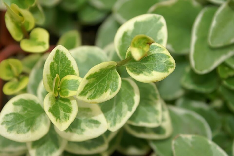 Bigleaf Periwinkle photo 6