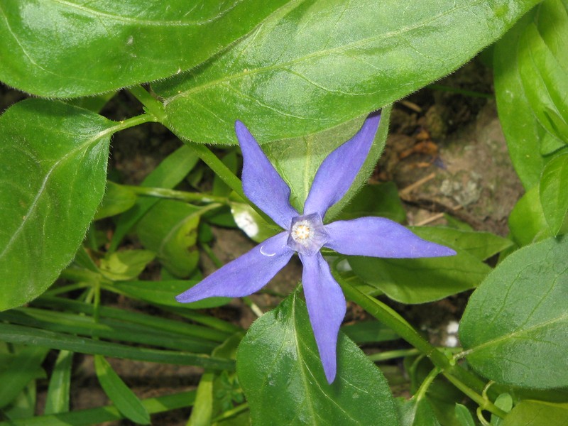 Bigleaf Periwinkle photo 7