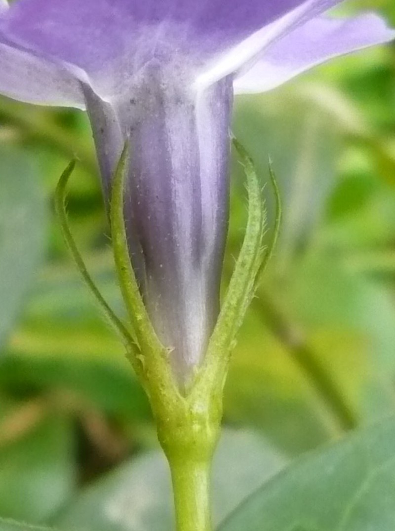 Bigleaf Periwinkle photo 8