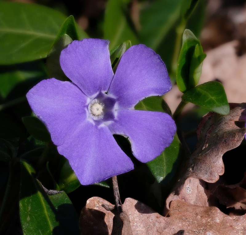 Common Periwinkle photo 5