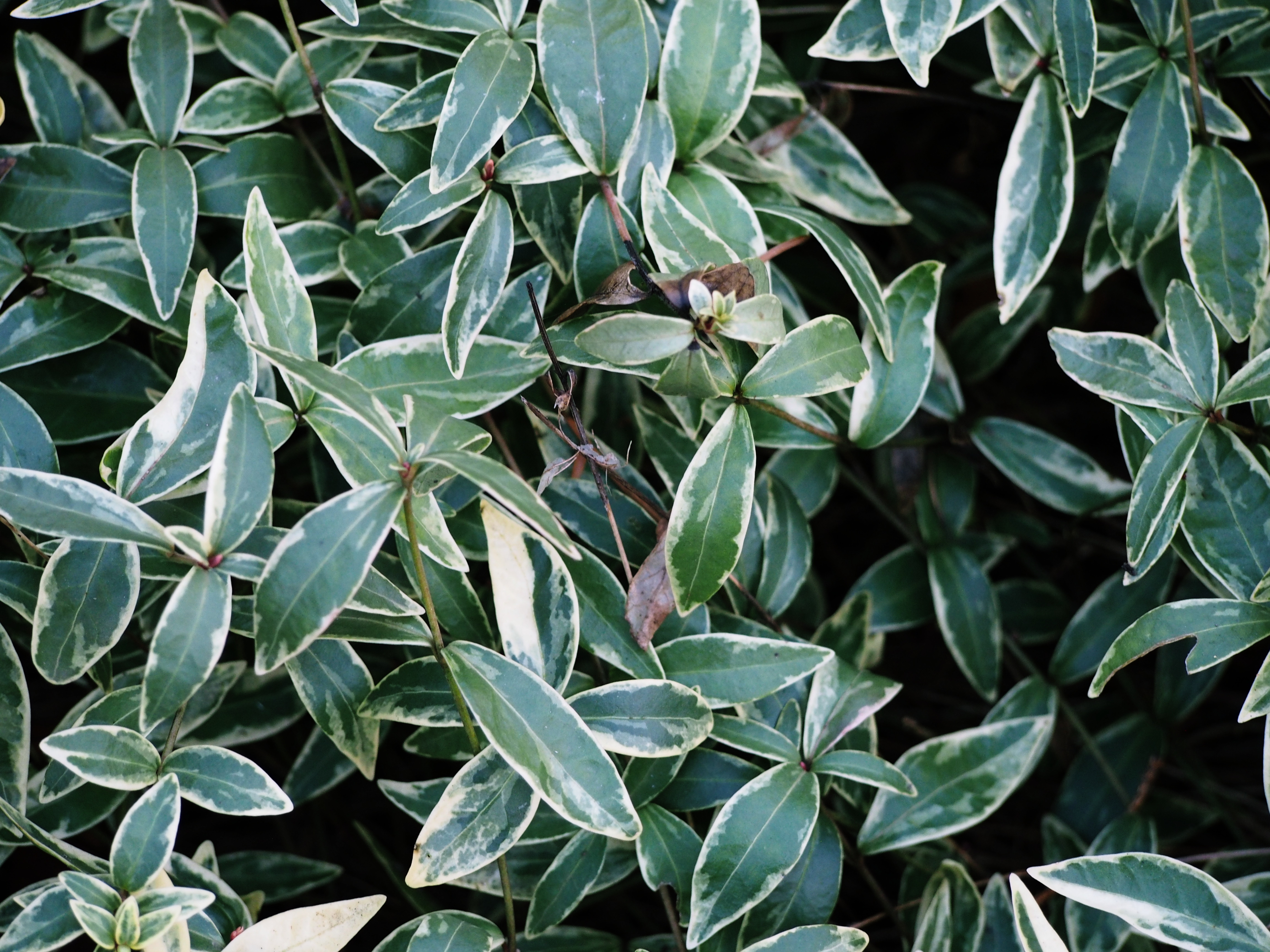 Common Periwinkle photo 7