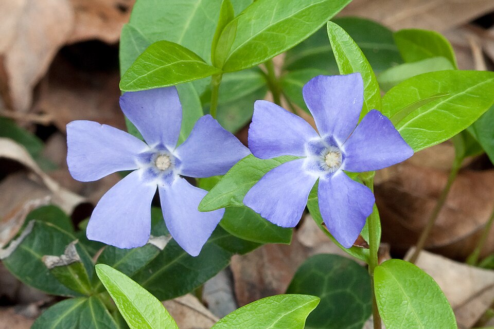 Common Periwinkle