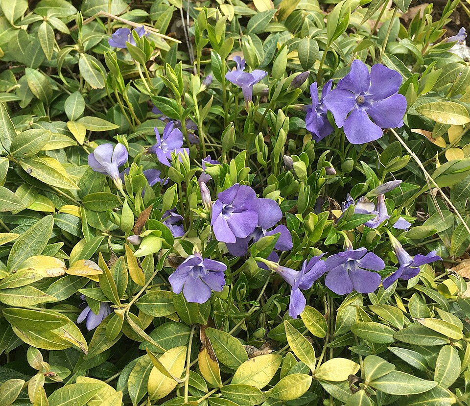 Common Periwinkle photo 8