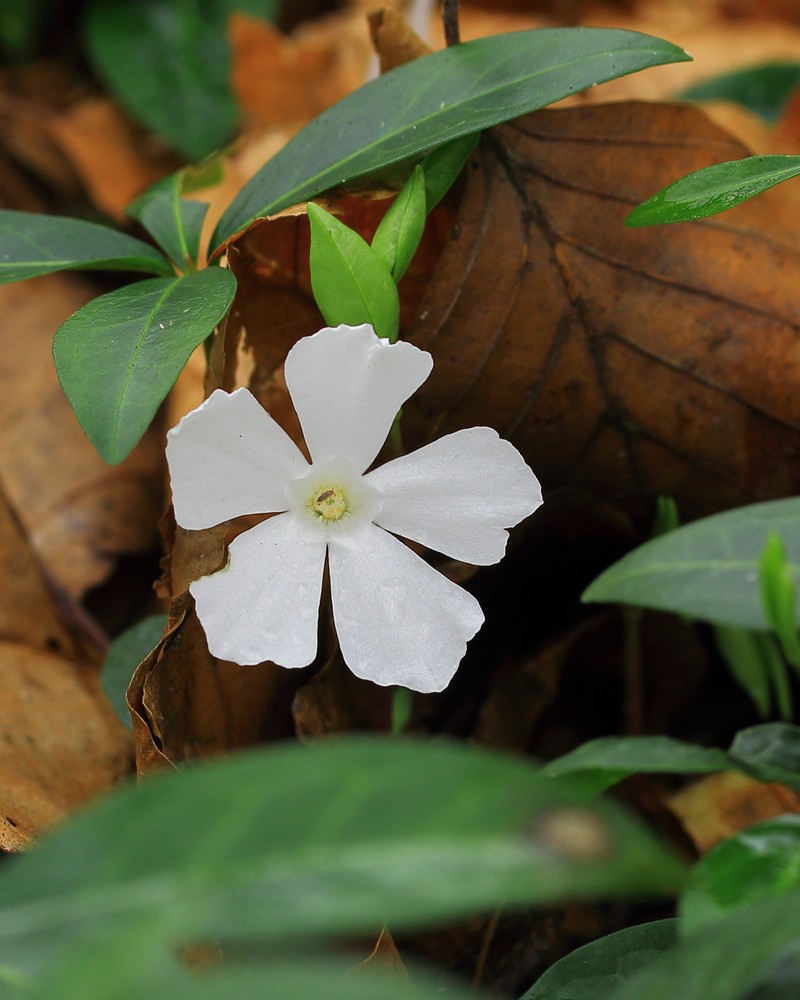 Common Periwinkle photo 2