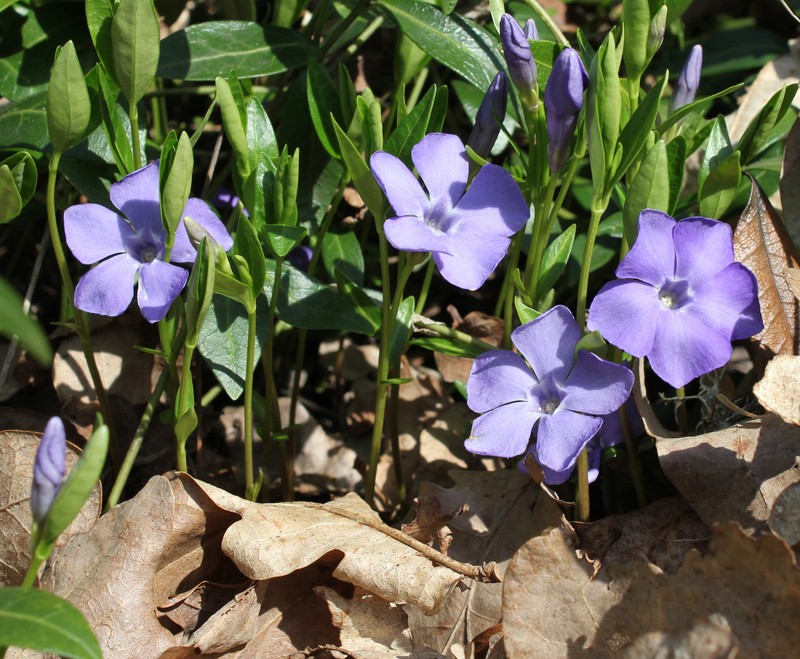 Common Periwinkle photo 3