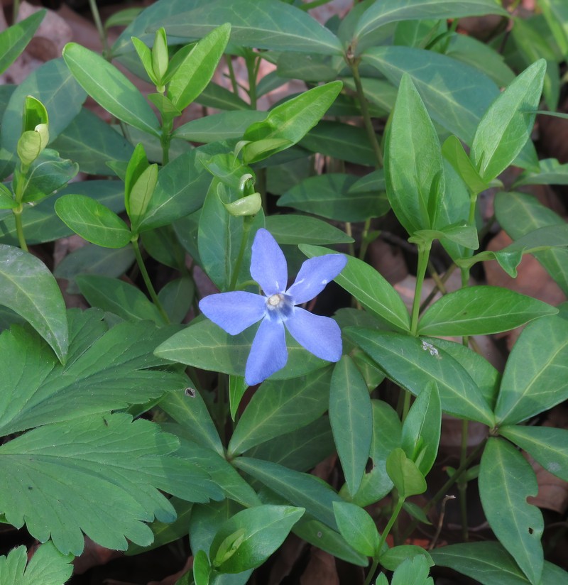 Common Periwinkle photo 4