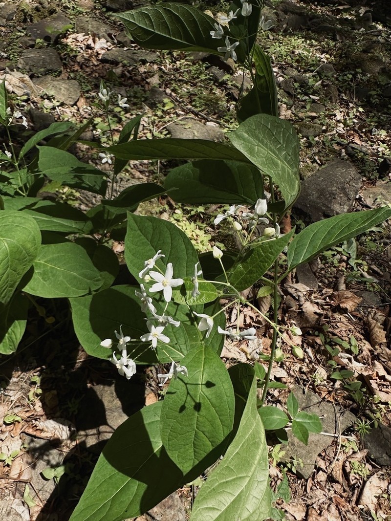 Vincetoxicum acuminatifolium