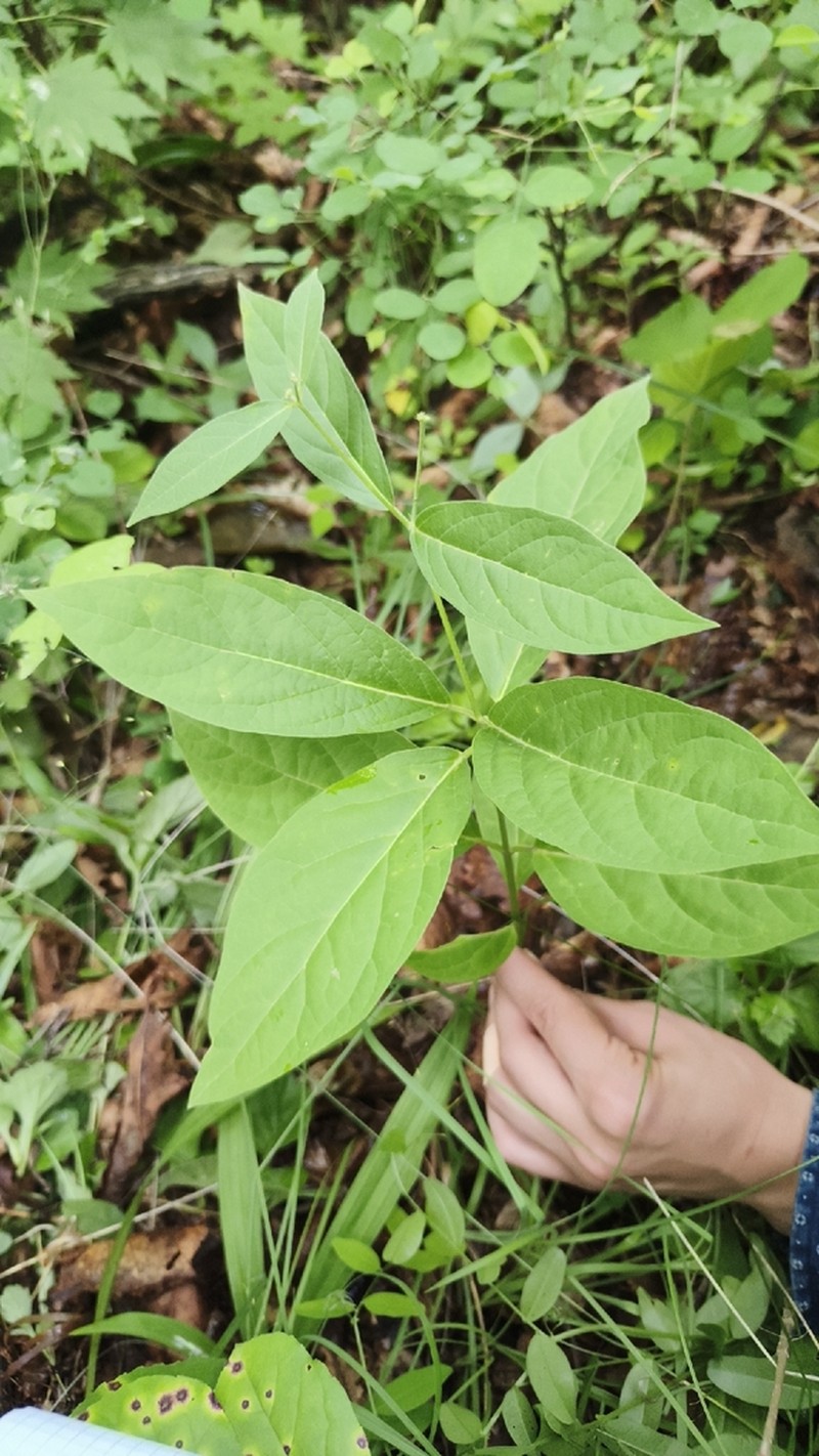 Vincetoxicum acuminatifolium photo 2