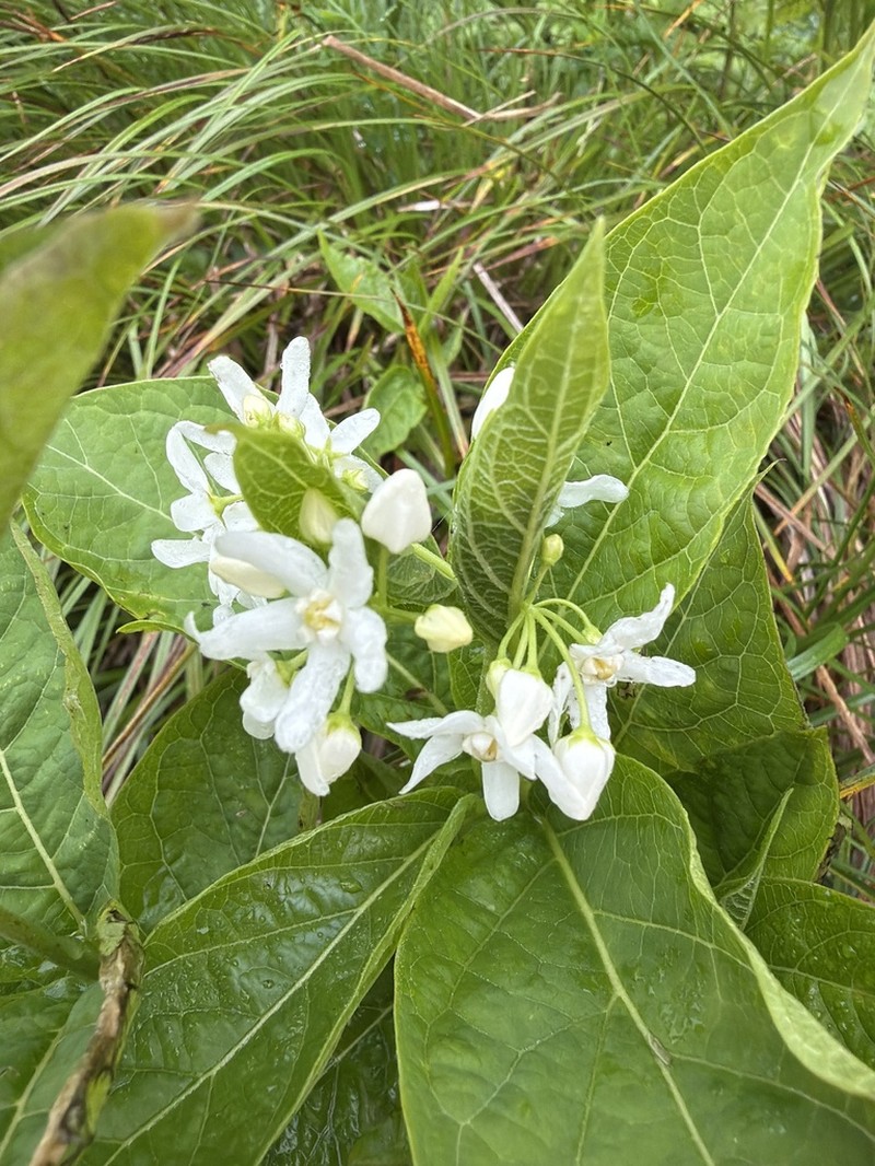 Vincetoxicum acuminatifolium photo 3