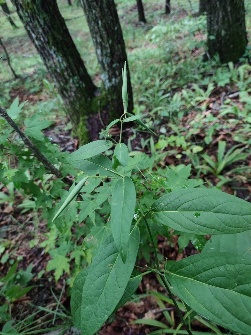 Vincetoxicum acuminatifolium photo 4