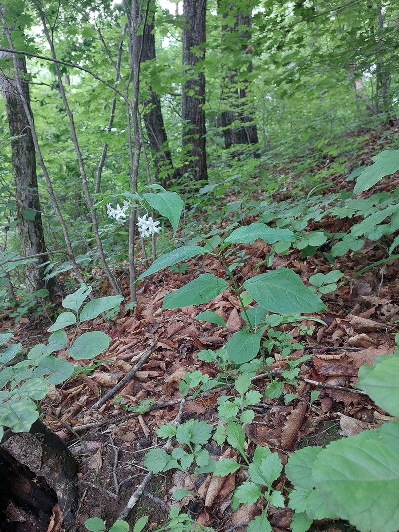 Vincetoxicum acuminatifolium photo 5