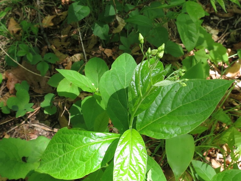 Vincetoxicum acuminatifolium photo 6