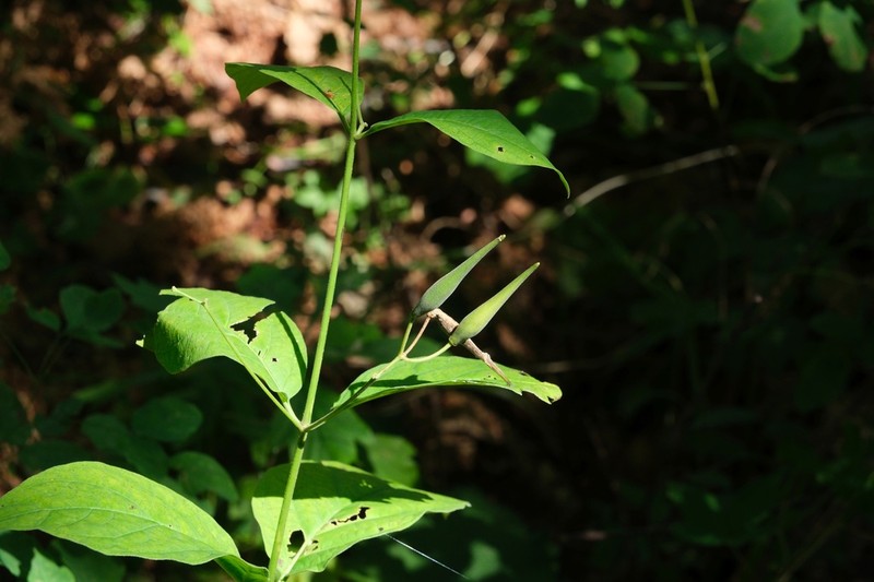 Vincetoxicum acuminatifolium photo 7