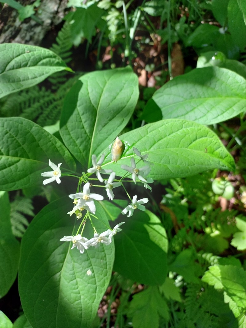 Vincetoxicum acuminatifolium photo 8