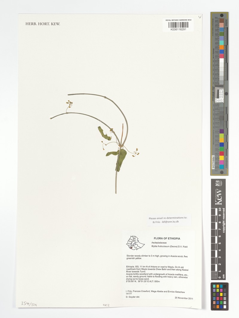 Vincetoxicum arabicum