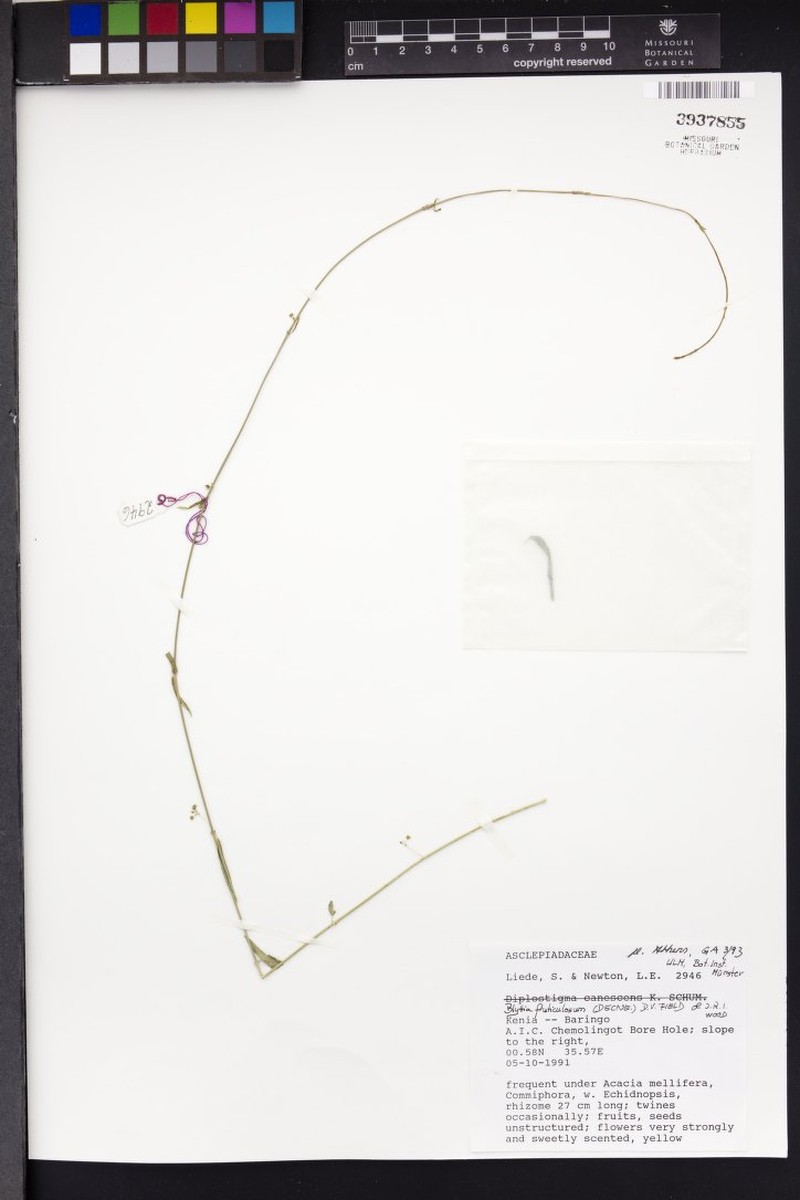 Vincetoxicum arabicum photo 2