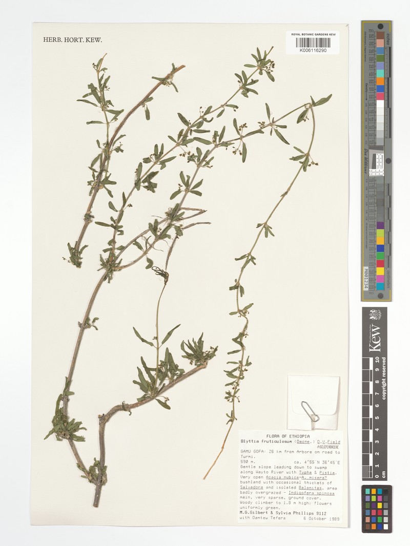 Vincetoxicum arabicum photo 3