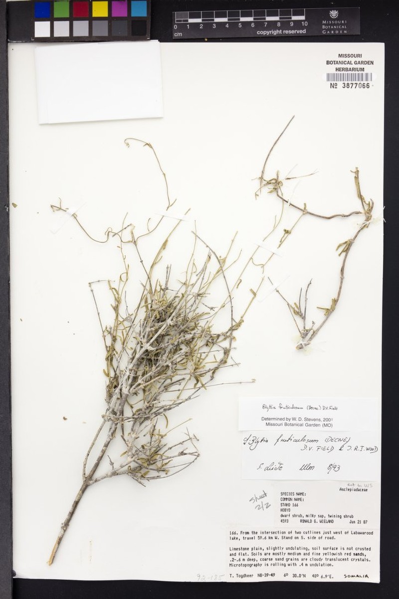 Vincetoxicum arabicum photo 4