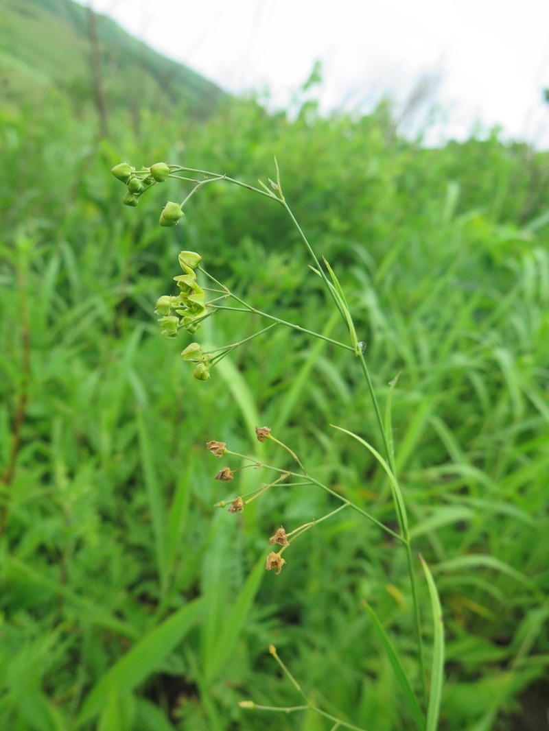 Vincetoxicum bungei