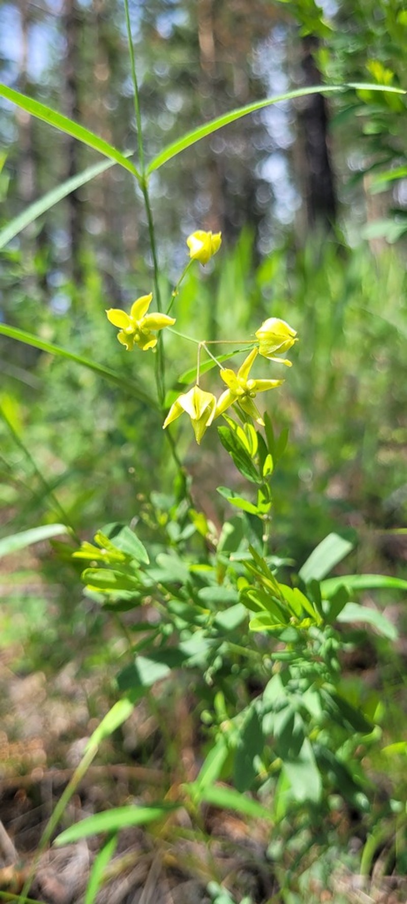 Vincetoxicum bungei photo 2