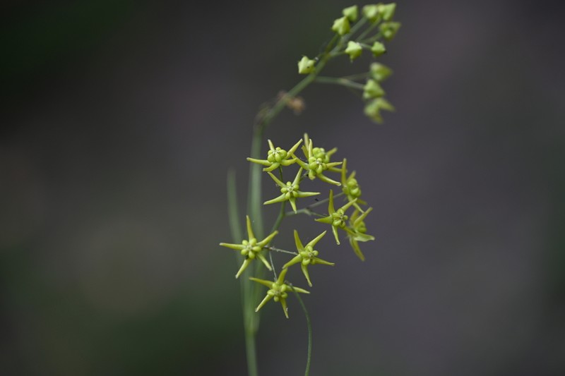 Vincetoxicum bungei photo 3