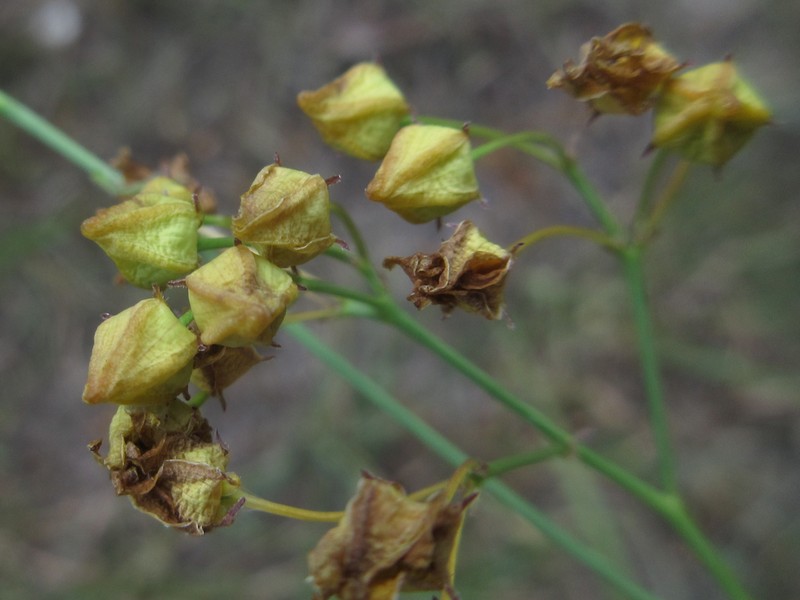 Vincetoxicum bungei photo 4