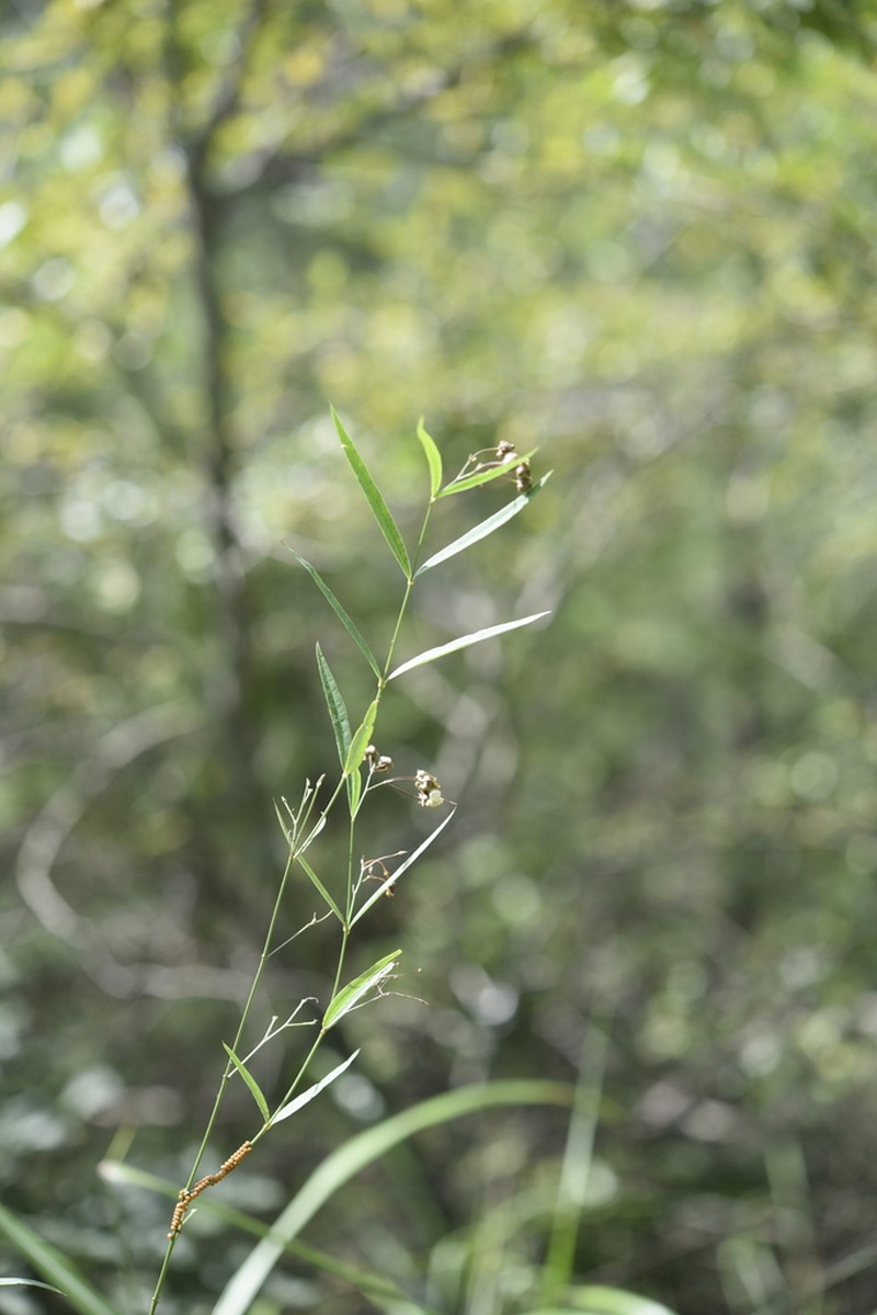 Vincetoxicum bungei photo 5