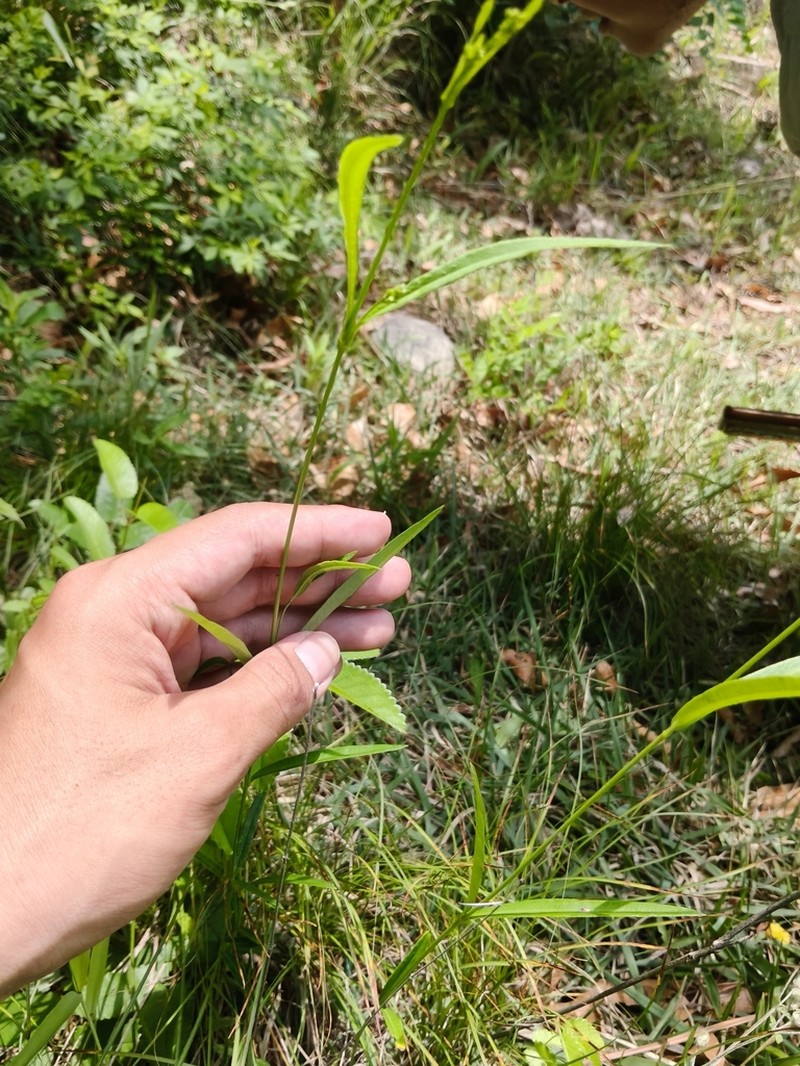 Vincetoxicum bungei photo 6