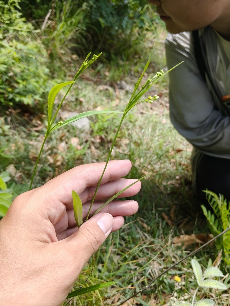 Vincetoxicum bungei photo 7