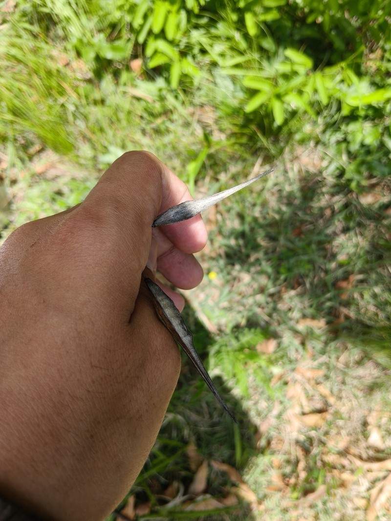Vincetoxicum bungei photo 8