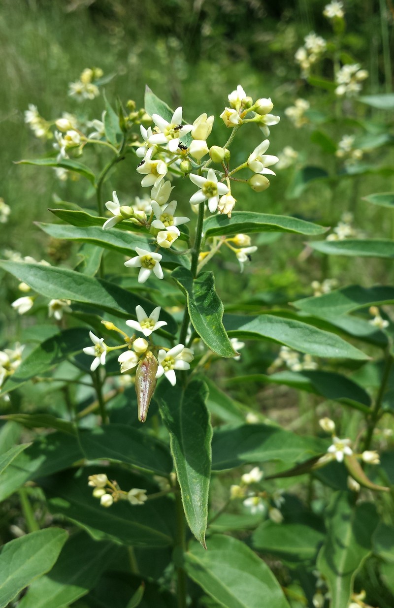 White Swallow-Wort