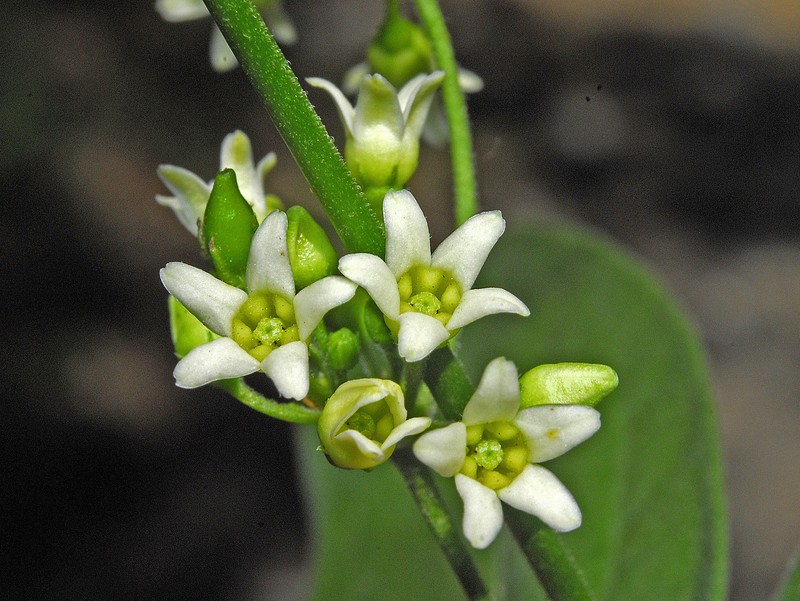 White Swallow-Wort photo 7