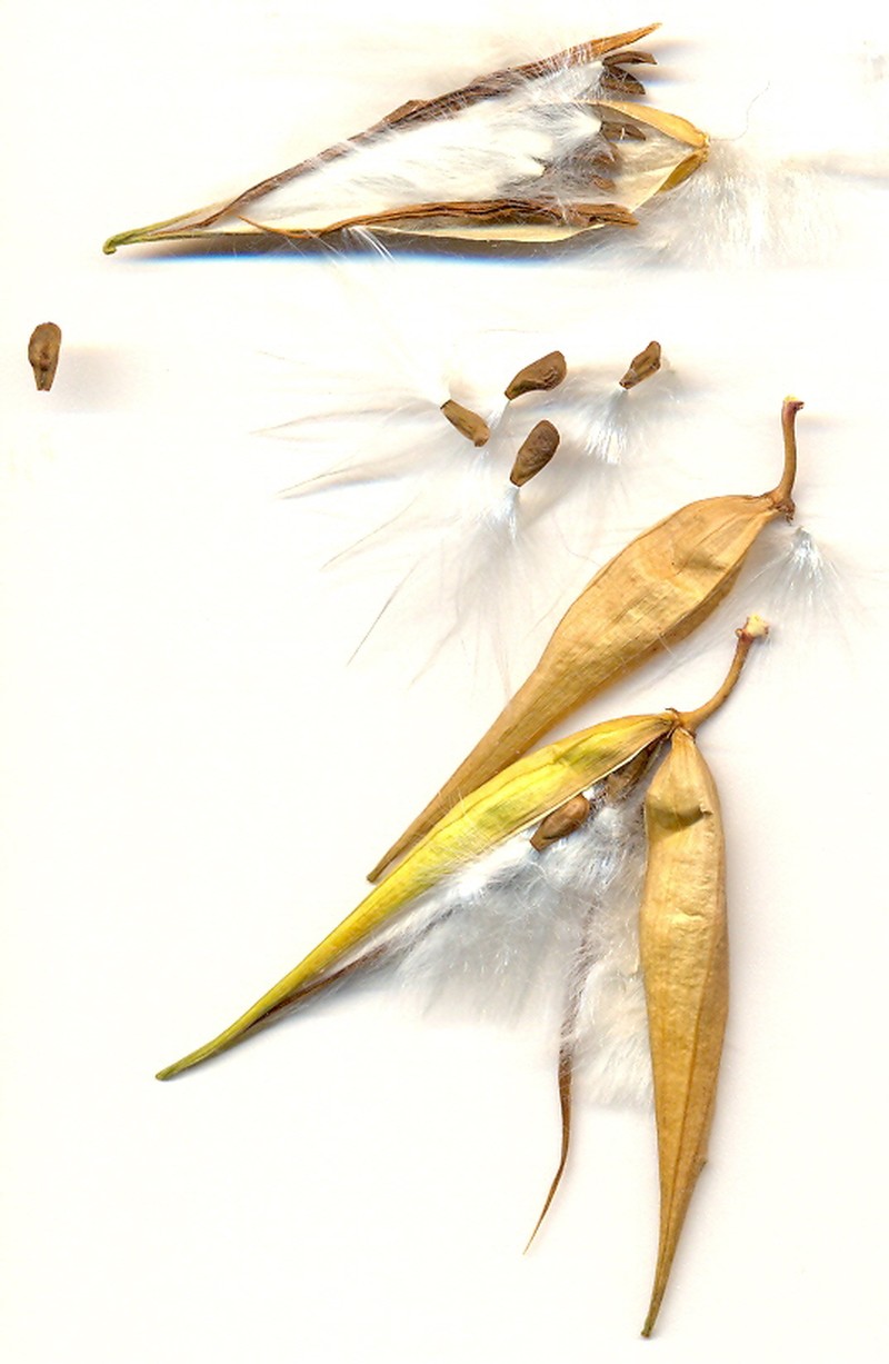 White Swallow-Wort photo 8