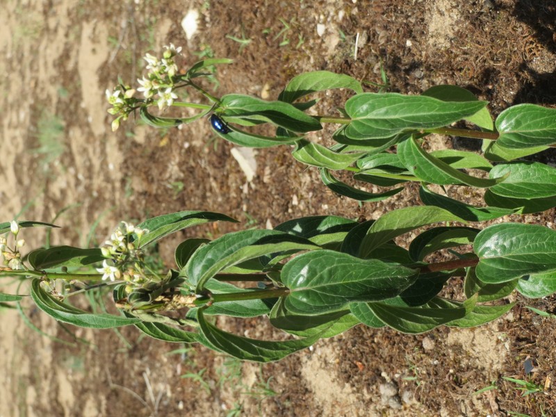 White Swallow-Wort photo 9