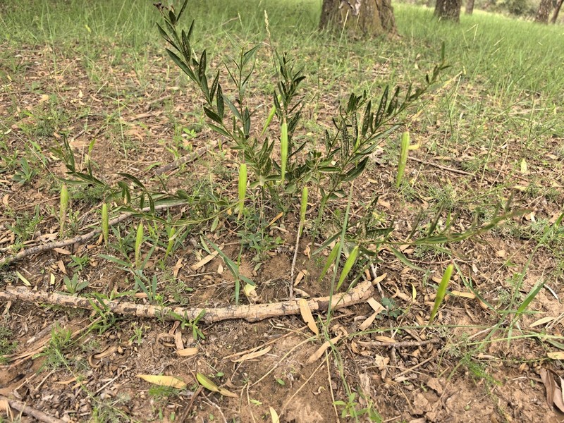 Vincetoxicum mongolicum photo 2