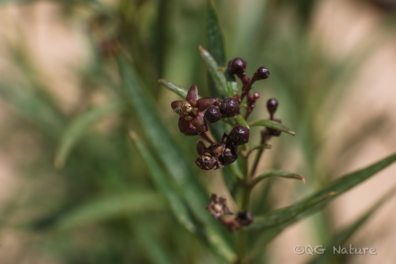 Vincetoxicum mongolicum photo 3