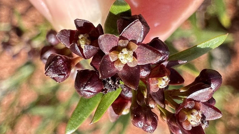 Vincetoxicum mongolicum photo 4