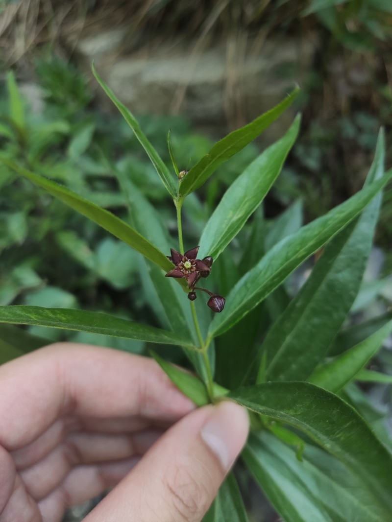 Vincetoxicum mongolicum photo 6
