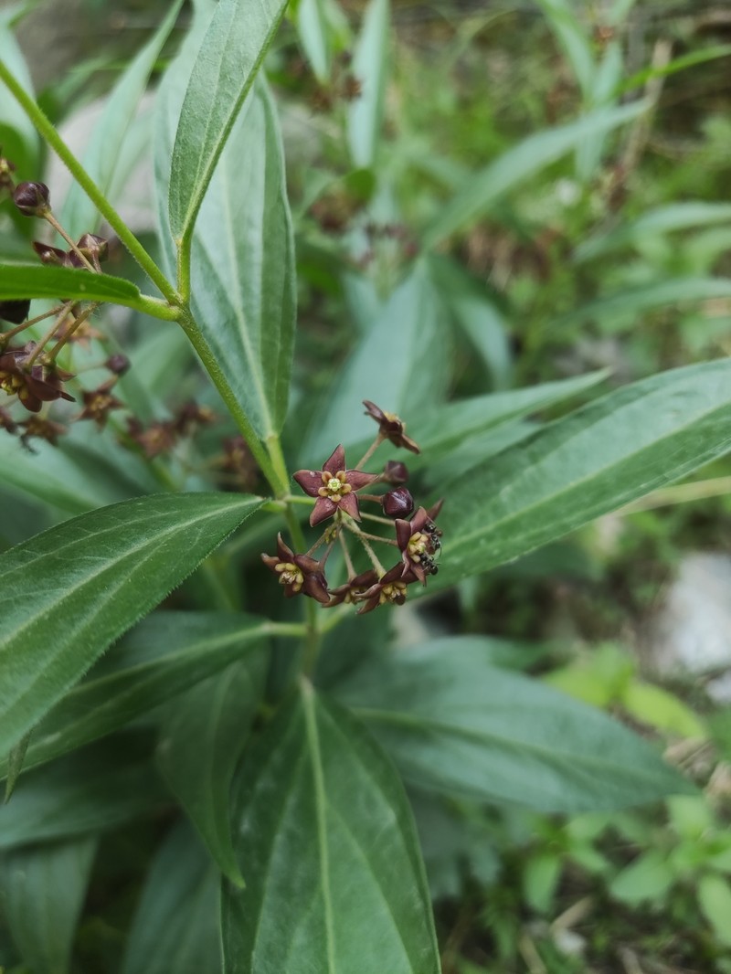 Vincetoxicum mongolicum photo 7
