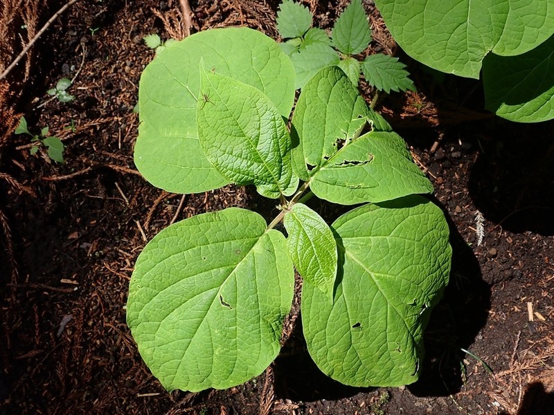 Vincetoxicum nakaianum photo 3
