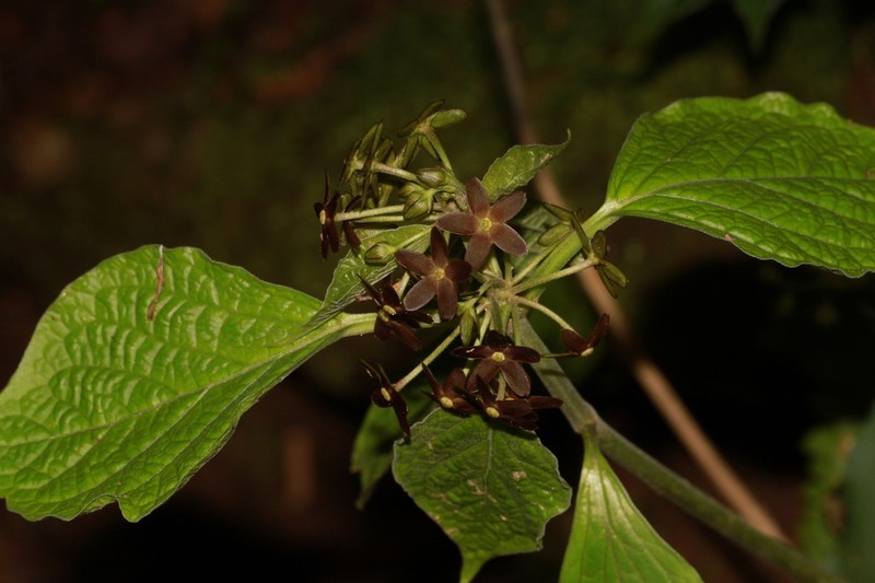 Vincetoxicum nakaianum photo 4