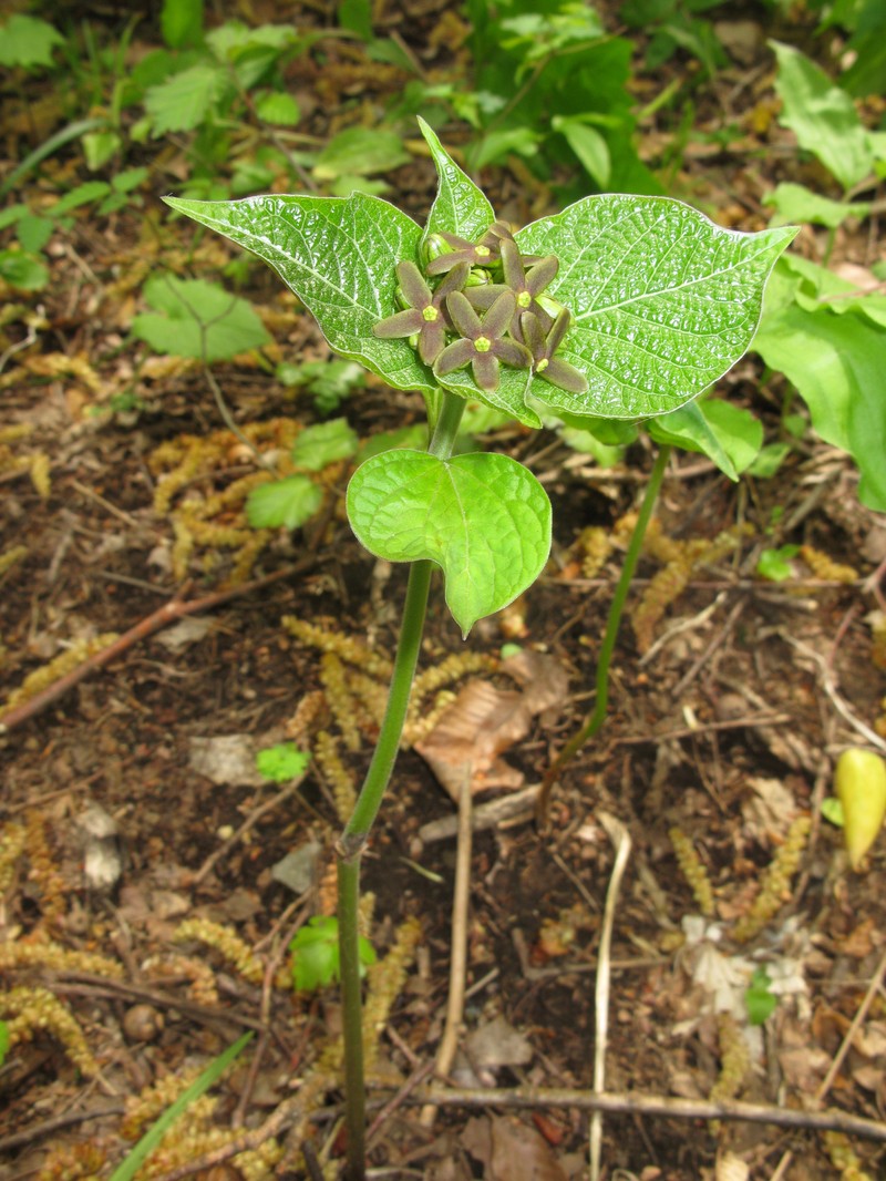 Vincetoxicum nakaianum photo 5