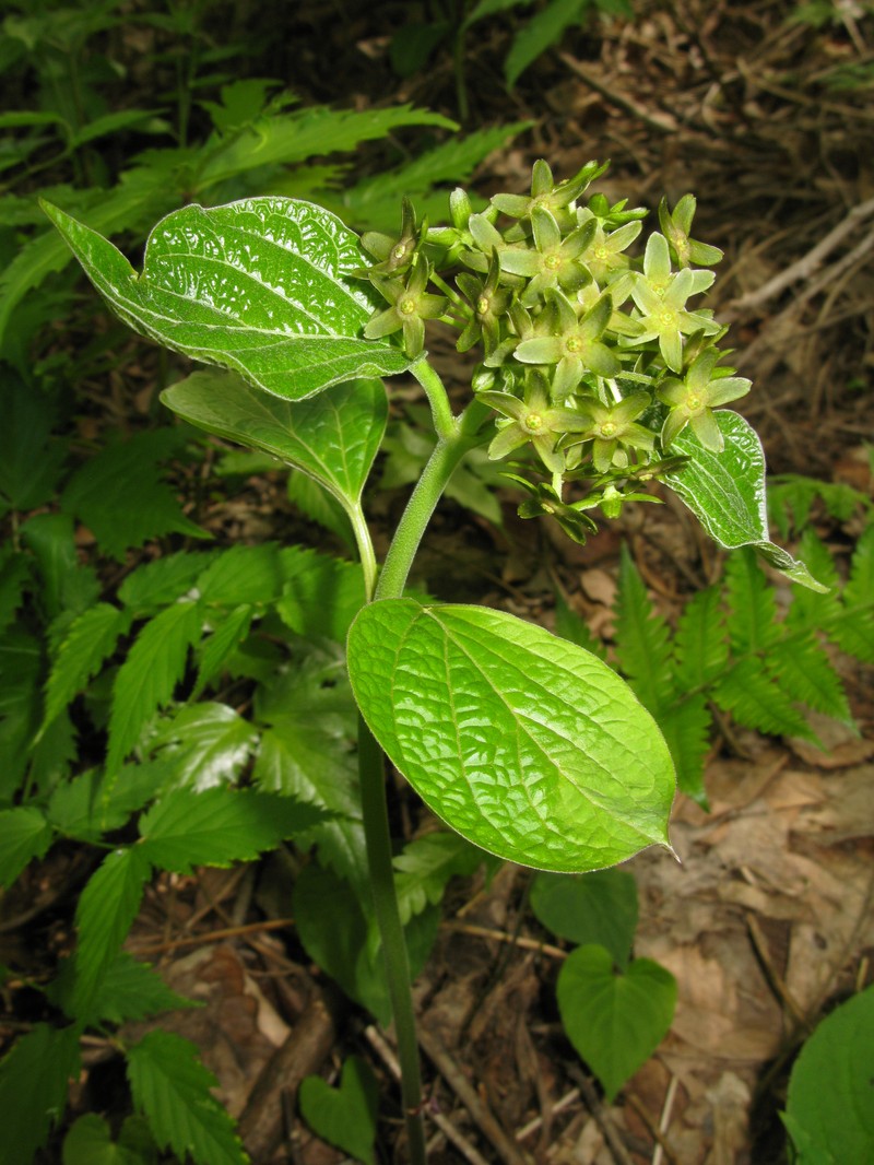 Vincetoxicum nakaianum photo 6