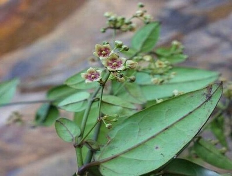 Vincetoxicum neglectum