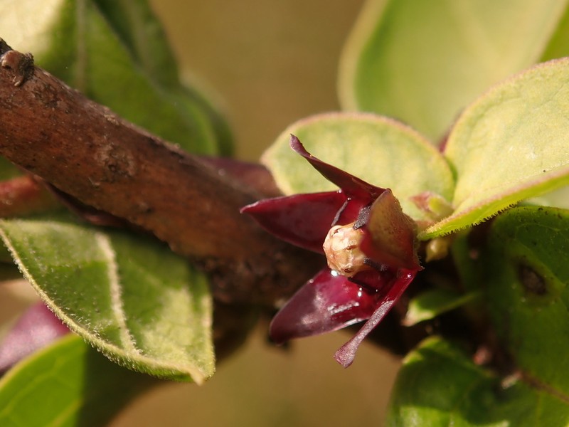 Vincetoxicum nipponicum photo 2