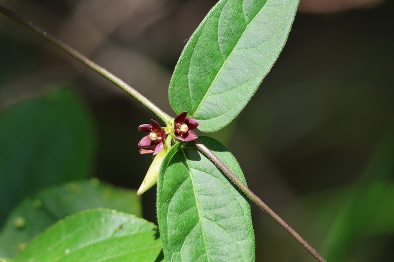 Vincetoxicum nipponicum photo 4