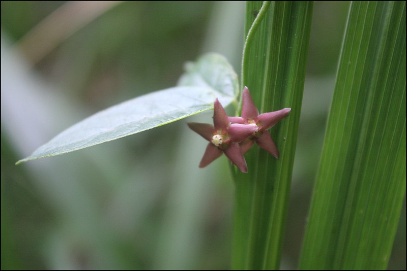 Vincetoxicum nipponicum photo 5