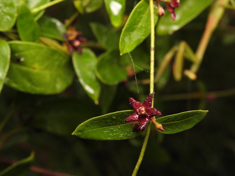 Vincetoxicum nipponicum photo 6