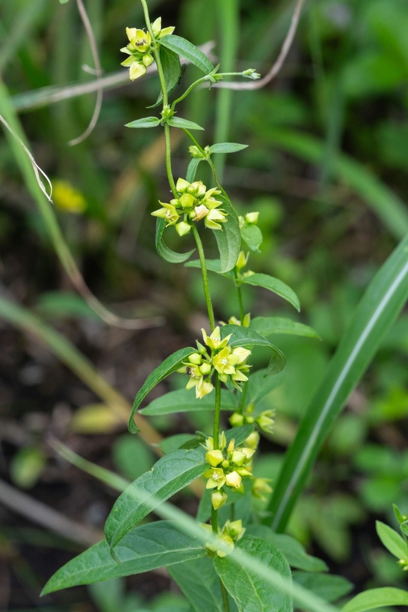 Vincetoxicum nipponicum photo 7