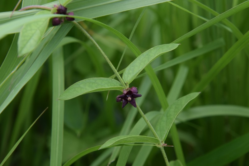 Vincetoxicum nipponicum photo 8